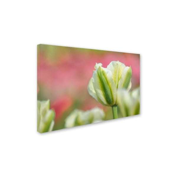 Cora Niele 'White And Green Tulip' Canvas Art,12x19